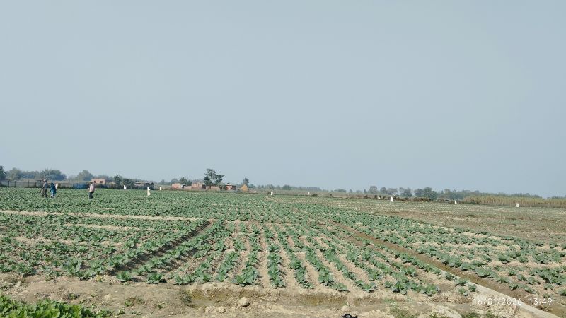 तरकारी खेतीमा रञ्जितको मिहिनेत