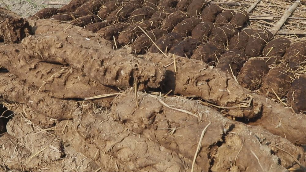 दाउरा लैजान कानूनी झन्झट , दक्षिणी मोरङमा वनको पहुँच नपुग्दा गुँइठाको भर