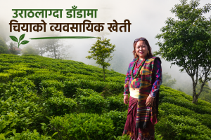 मोरङमा चियाको ब्यावसायिक खेती,साडे पाँचसय रोपनीमा चिया विस्तार