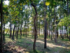 मोरङमा बढ्दै नीजि वन