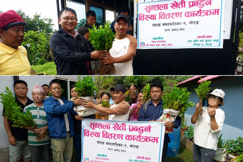 उत्तरी मोरङको लेटाङमा सुन्तला र कफी खेती विस्तार
